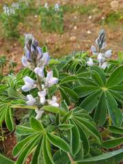 Lupinus albus