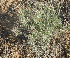 Phymaspermum thymelaeoides