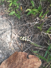 Anoplophora horsfieldii