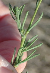 Phymaspermum thymelaeoides