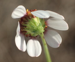 Phymaspermum thymelaeoides