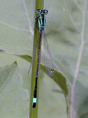 Ischnura elegans