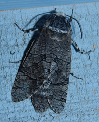 Cossinae