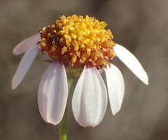 Phymaspermum thymelaeoides