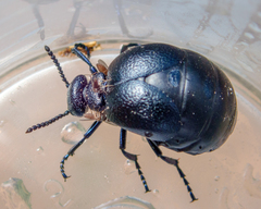 Meloe brevicollis