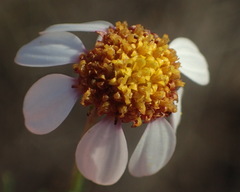 Phymaspermum thymelaeoides