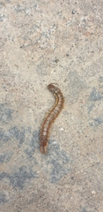 Scolopendra cingulata