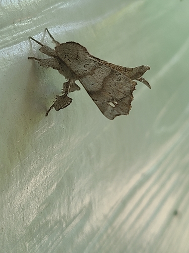 Angel Moth photo 5