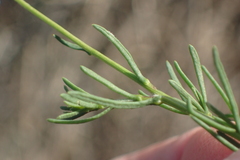 Phymaspermum thymelaeoides