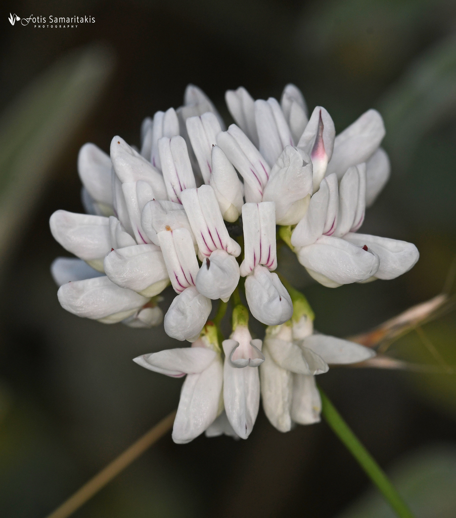 Securigera globosa