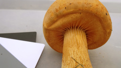 Cystoderma aureum