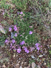 Erodium paularense