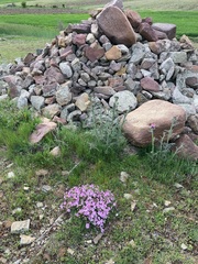 Erodium paularense