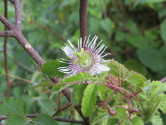 Passifloraceae