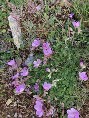 Erodium paularense