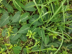 Reynoutria multiflora