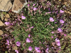 Erodium paularense