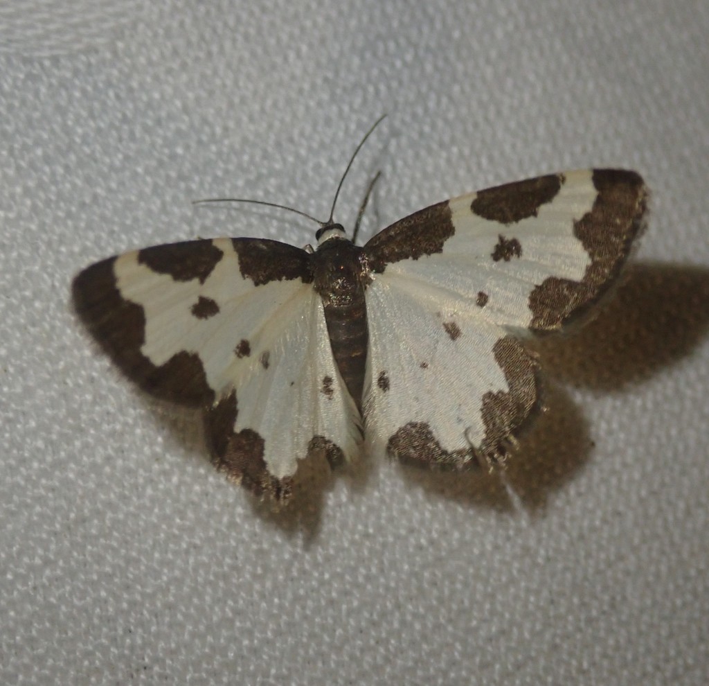 Lomaspilis