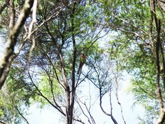 Platycercus eximius eximius