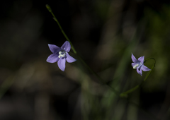 Wahlenbergia androsacea
