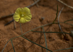 Xenostegia tridentata