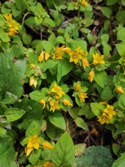 Lysimachia congestiflora