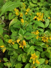 Lysimachia congestiflora