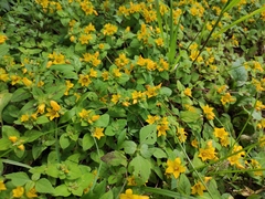 Lysimachia congestiflora