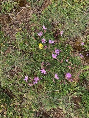 Erodium paularense