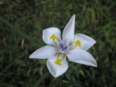 Dietes