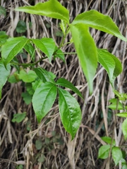 Eleutherococcus trifoliatus