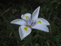 Dietes