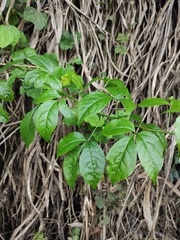 Eleutherococcus trifoliatus