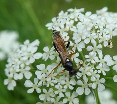 Exephanes ischioxanthus