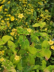 Hypericum sampsonii