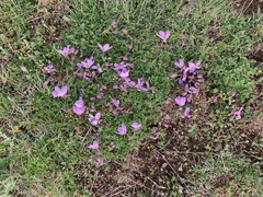 Erodium paularense
