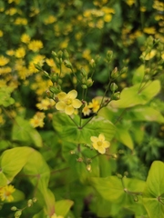 Hypericum sampsonii