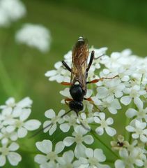 Exephanes ischioxanthus