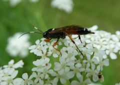 Exephanes ischioxanthus