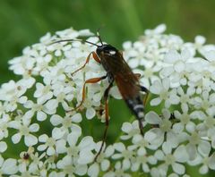 Exephanes ischioxanthus