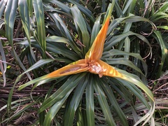 Freycinetia formosana