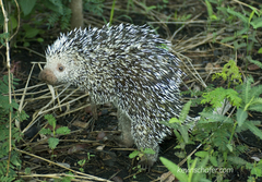 Coendou longicaudatus