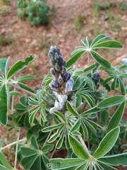 Lupinus albus