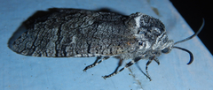 Cossinae