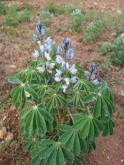 Lupinus albus