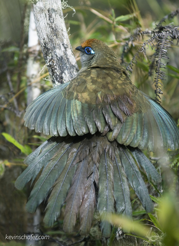 Red-fronted Coua