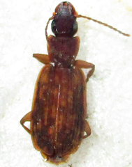 Platytarus tessellatus