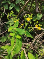 Hypericum sampsonii