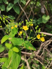 Hypericum sampsonii