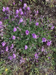 Erodium paularense